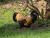 _A049653cr.jpg